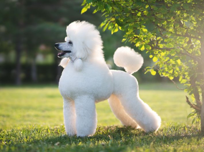 صورة الباقة المميزة